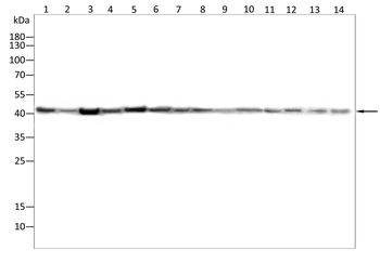 GAP43 Antibody