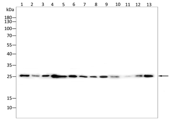 LGALS3 Antibody