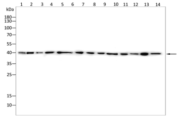 TBP Antibody