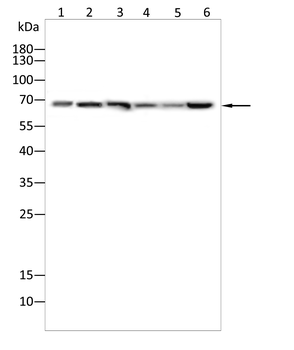 LMNB1 Antibody