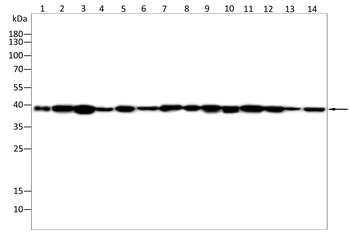 DNAJB1 Antibody