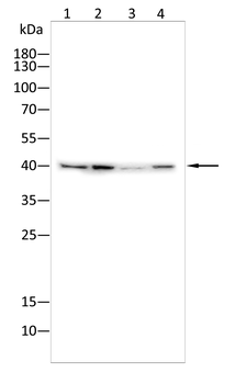 NFKBIA Antibody