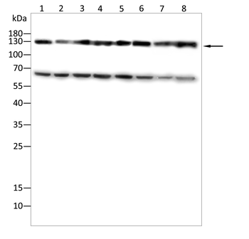 NOS3 Antibody