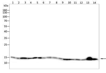 H2BC3 Antibody