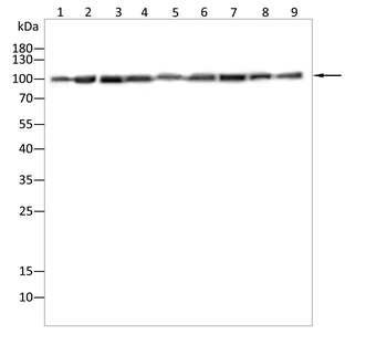 CTNNB1 Antibody