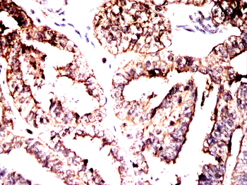 MAP2K2 Antibody
