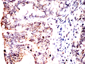 MAP2K2 Antibody