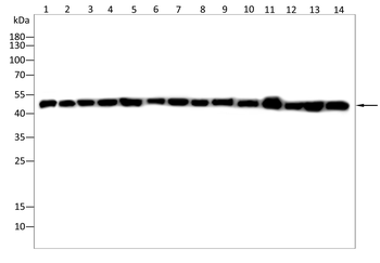 MAP2K2 Antibody