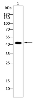 SERPINB5 Antibody