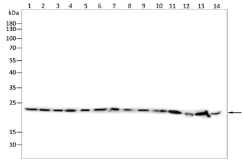 CBX5 Antibody