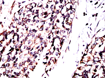 SMAD7 Antibody