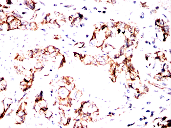 SMAD7 Antibody