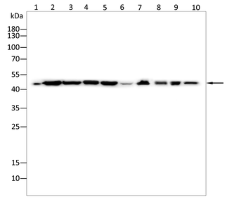 SMAD7 Antibody