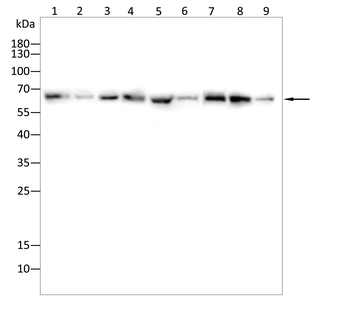 PLK1 Antibody