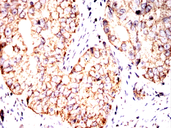 PRKAG1 Antibody