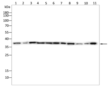 PRKAG1 Antibody