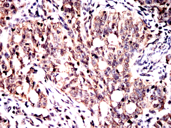EIF4A1 Antibody