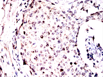 EIF4A1 Antibody