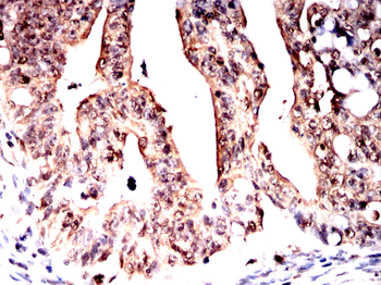 EIF4A1 Antibody