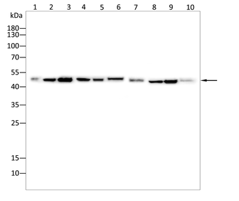 EIF4A1 Antibody