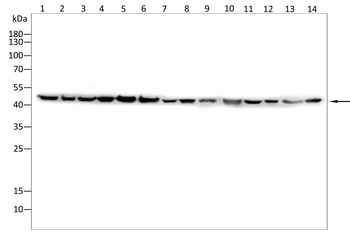 ACTA2 Antibody