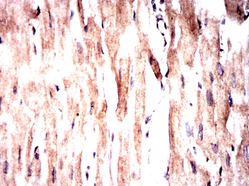 ACTA1 Antibody