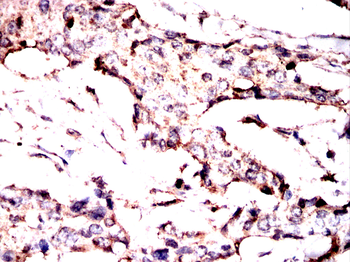 TUBA1B Antibody