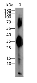 GFP antibody