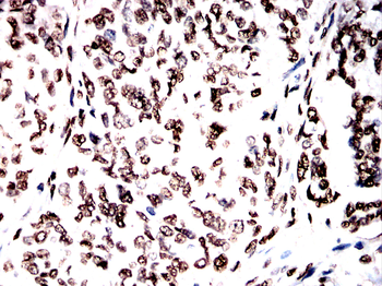 H3C1 Antibody