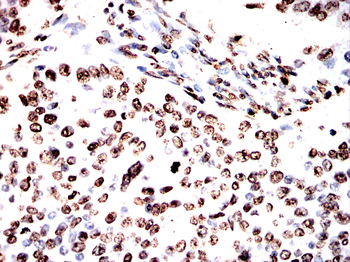 H3C1 Antibody