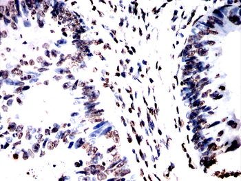 H3C1 Antibody