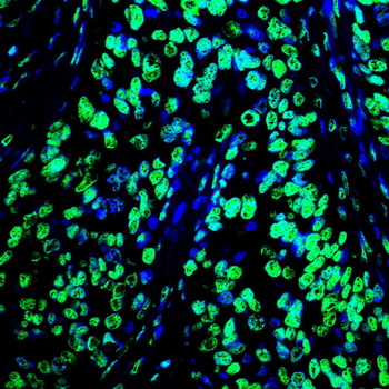 H3C1 Antibody