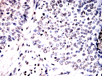 H3C1 Antibody