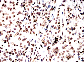 H3C1 Antibody