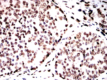 H3C1 Antibody