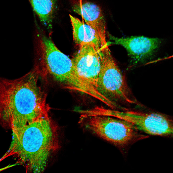 H3C1 Antibody