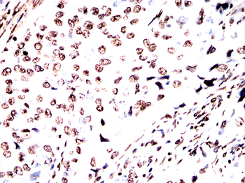 H3C1 Antibody