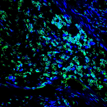 H3C1 Antibody