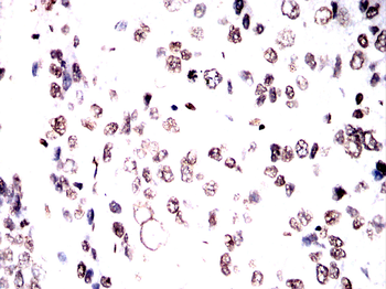 H3C1 Antibody