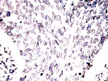 H3C1 Antibody
