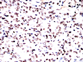 H3C1 Antibody