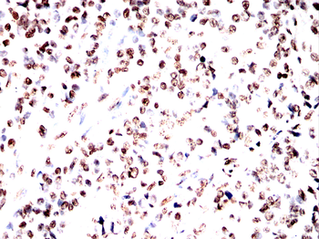 H3C1 Antibody