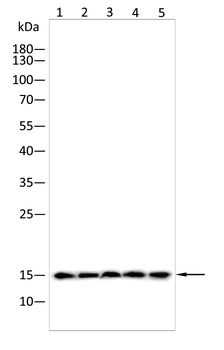 H3C1 Antibody