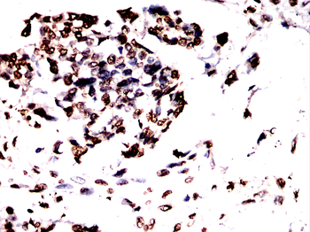 H3C1 Antibody