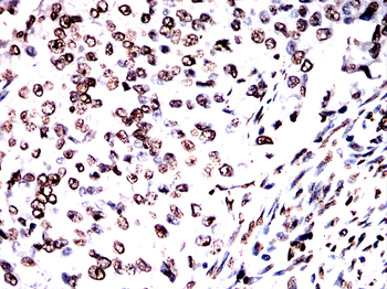 H3C1 Antibody