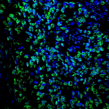 H3C1 Antibody