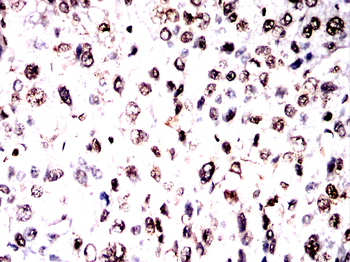 H3C1 Antibody