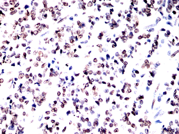 H3C1 Antibody