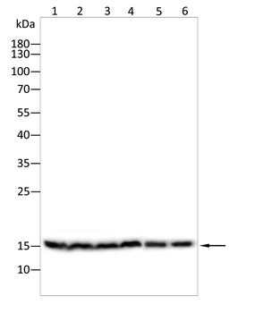 H3C1 Antibody