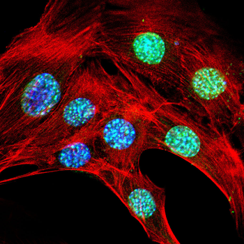 H3C1 Antibody
